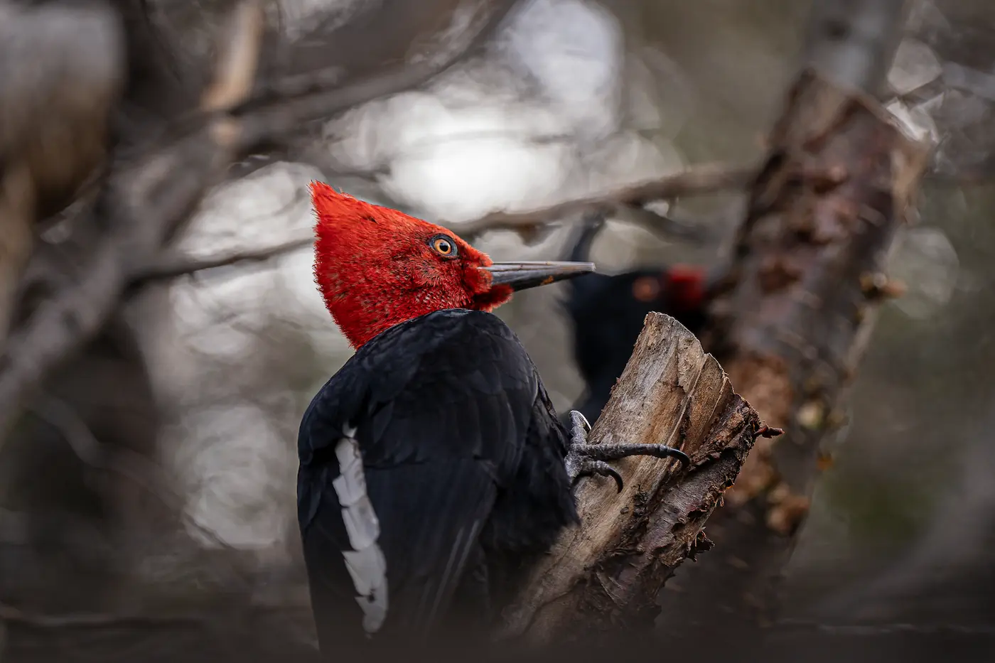 Tour Privado - Fauna Torres del Paine